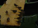 expo neuchatel 18.10.02 037.jpg (25156 Byte)