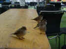 expo neuchatel 18.10.02 041.jpg (30232 Byte)